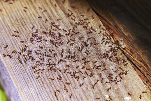 Green Machine provides expert solutions on how to get rid of ants in the house quickly with reliable, long-lasting results.