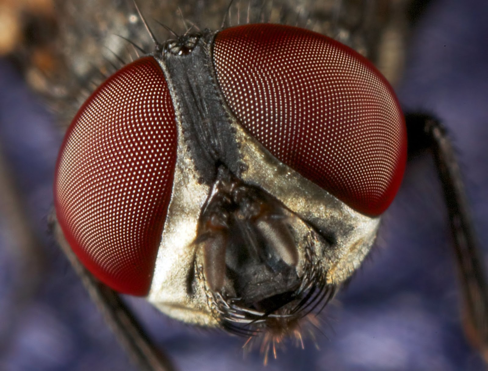 Extreme close-up macro shot of a fly's compound eyes, showing detailed red hexagonal patterns against a blurred background