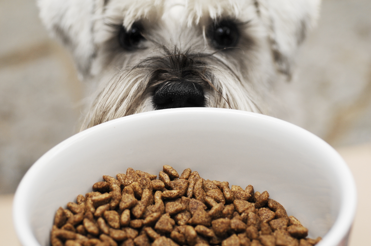 Solid Gold Puppy Food Reviews: Unleash Vibrant Growth!