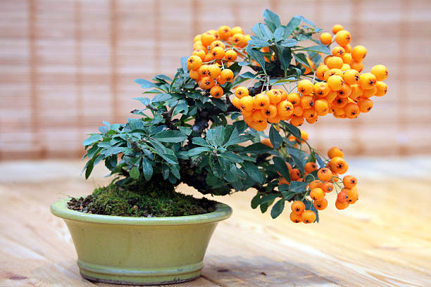 Bonsai Pyracantha angustifolia