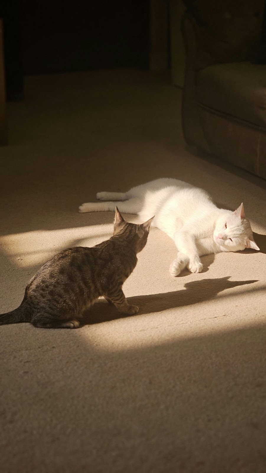 Two cats relaxing in the sun on the carpet