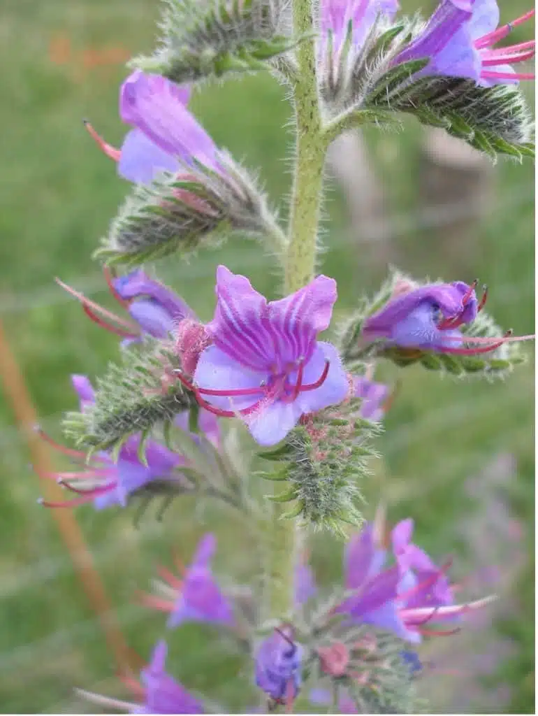 Les principales floraisons pour la récolte de miel de printemps - PLANTES MELLIFÈRES