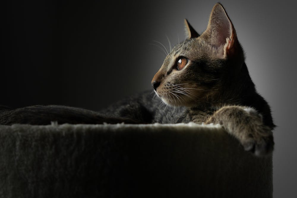 Close Up Photo of a Cat