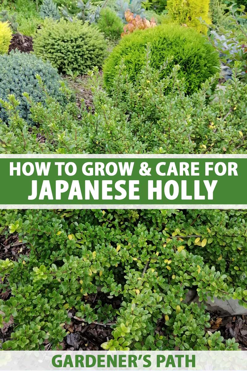 Sky Pencil Holly Plant Care Tips