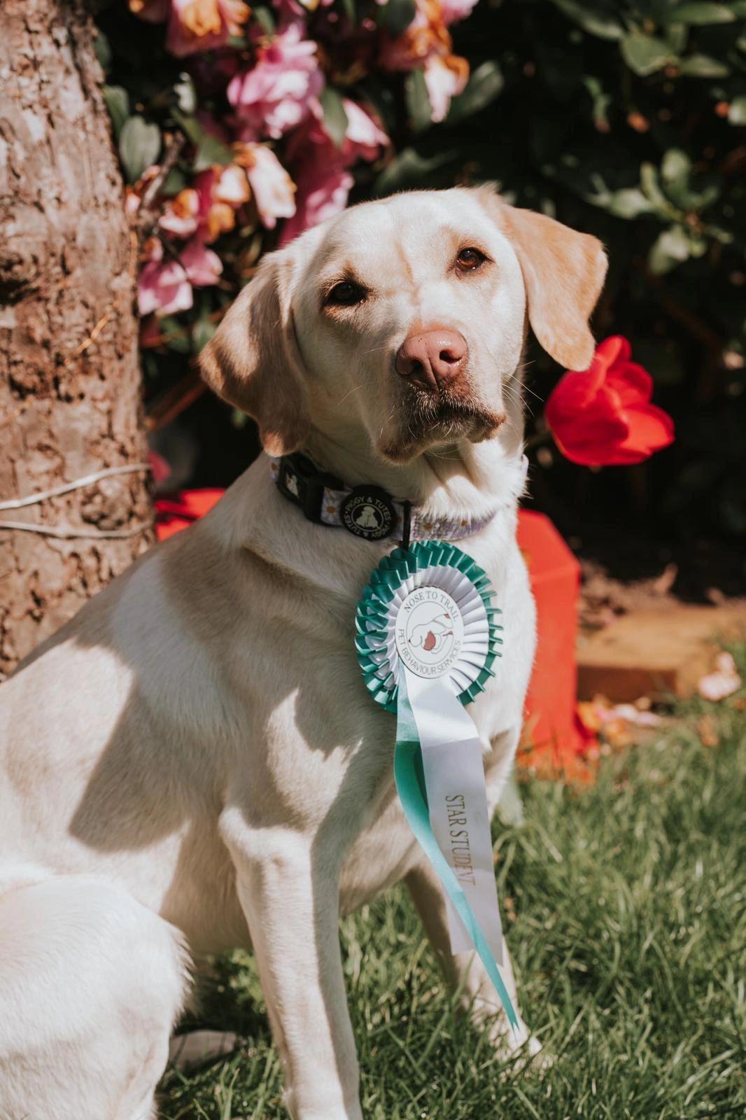 Star Student and Nose to Trail member Syke is a Labrador.