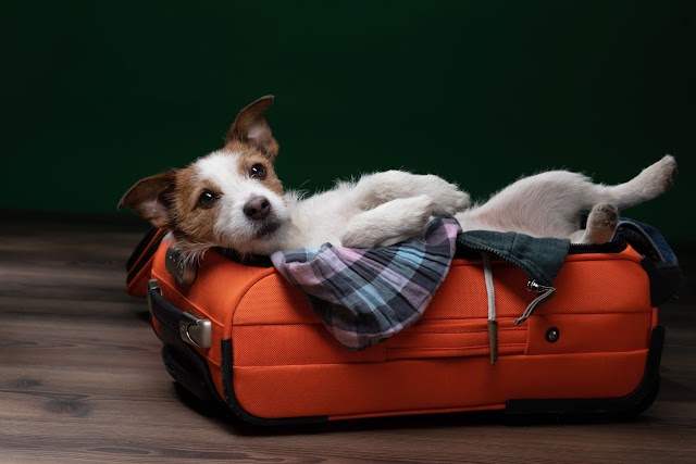 Traveling With Pets: Complete Guide for Pet Owners