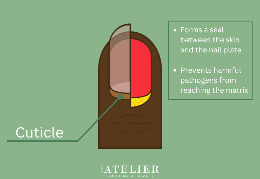 Diagram of the finger and nail identifying the Cuticle with additional information provided in the previous paragraph: "Forms a seal between the skin and the nail plate; Prevents harmful pathogens from reaching the matrix"