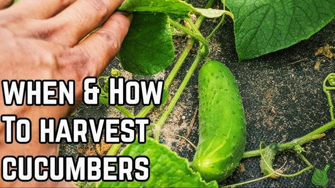 Harvest Cucumbers