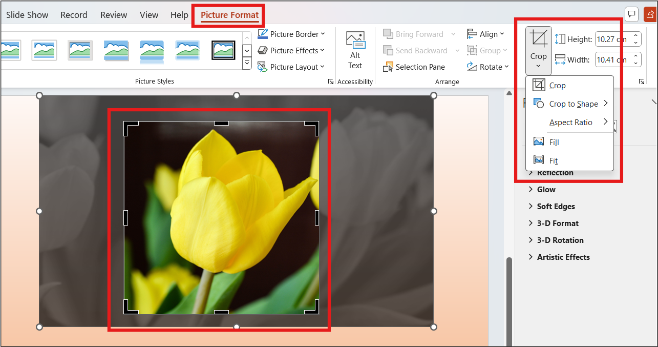 Picture Cropping option in PowerPoint under Picture Format menu