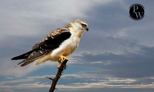 Falcon