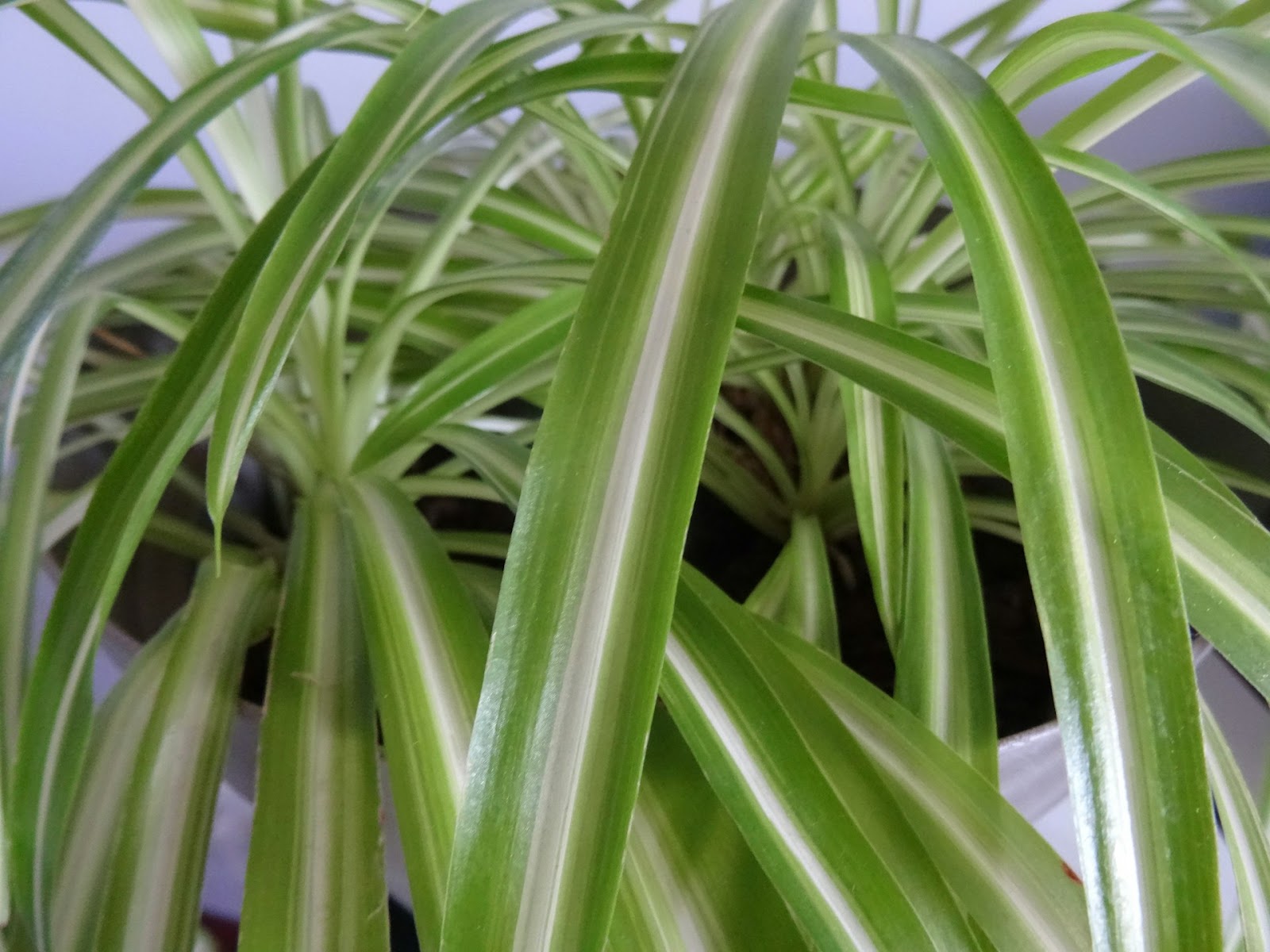 Propagating Spider Plants