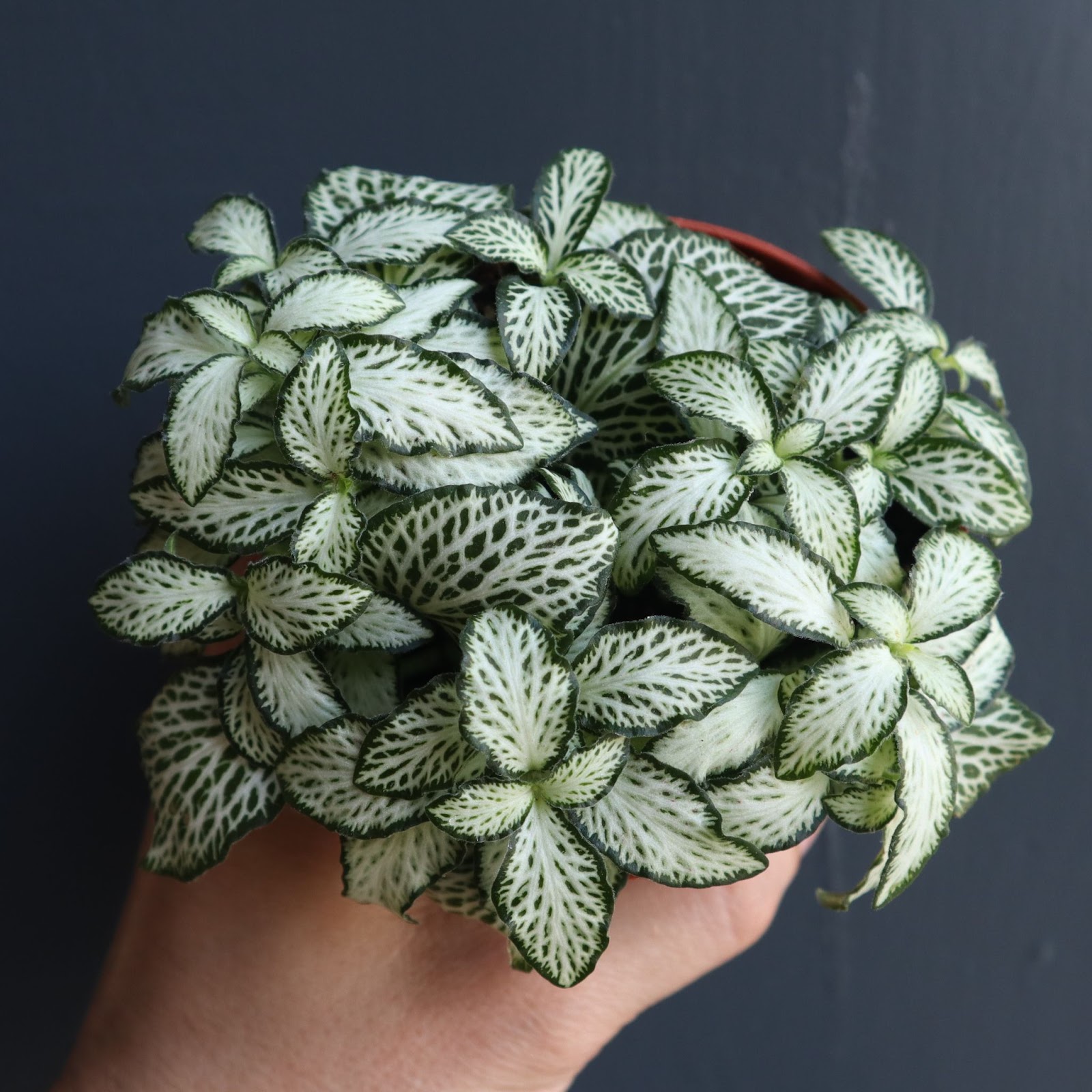 planta fitonias
