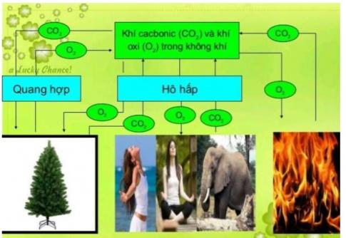 BÀI 15 - TỔNG HỢP CÁC CHẤT VÀ TÍCH LŨY NĂNG LƯỢNG