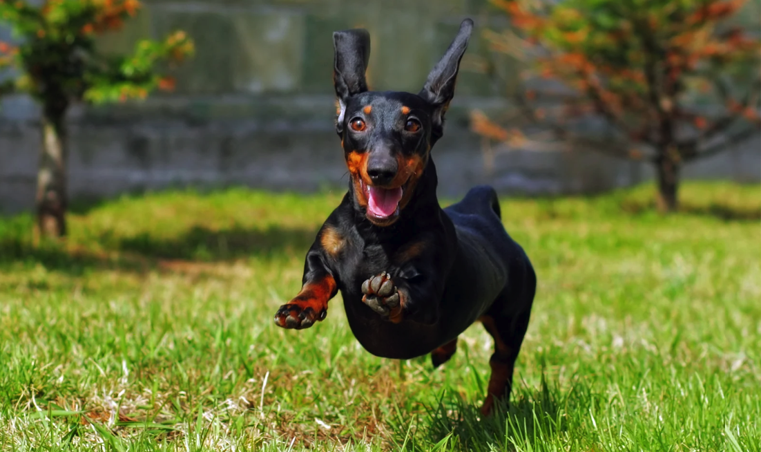 Articulaciones del perro