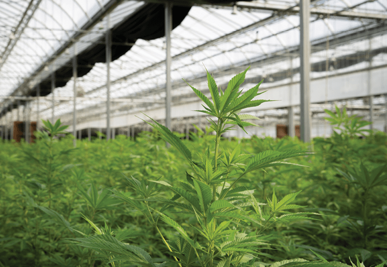 A Look at Hemp Cultivation and Production