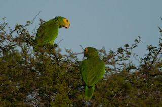 Yellow-shouldered Amazon