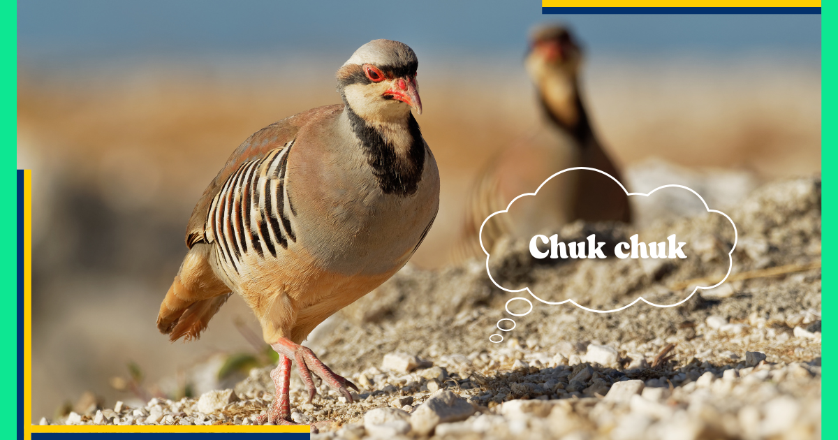 Chukar Partridge’s adaptability is one of its most remarkable features. It is located in the following regions in semi-arid to arid areas:  

Gilgit-Baltistan  

Baluchistan  

Khyber Pakhtunkhwa  

Margalla Hills in Islamabad