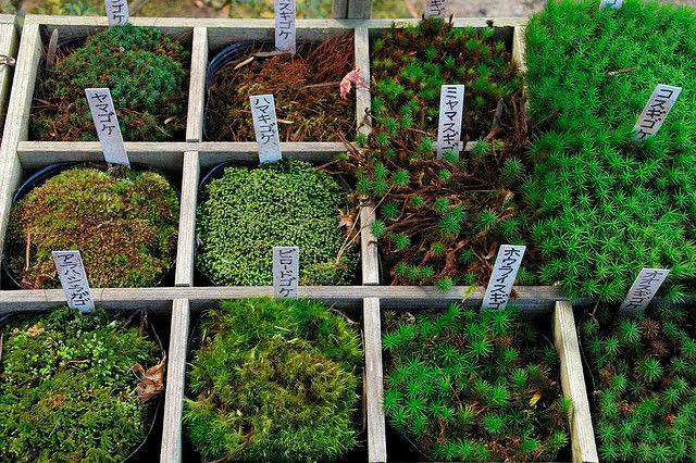 Types of Moss