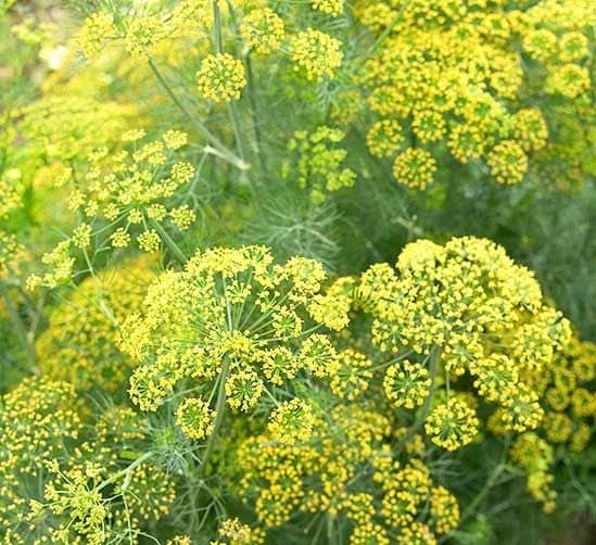 عسل رازیانه