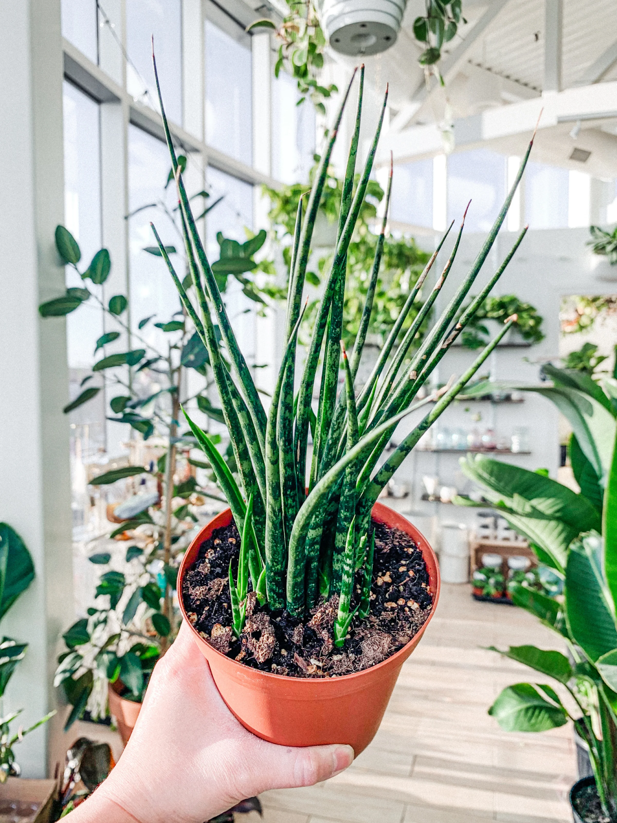 Sansevieria Fernwood Mikado