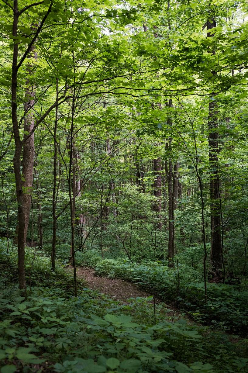 A peaceful forest path in The Retreats at Spring Creek Preserve, honoring the Cherokee connection to the land.