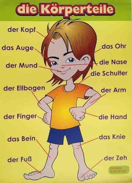 The German Language School on X: "#GermanVocabulary #Wortschatz #Körperteile  #PartsOfTheBody #BodyParts #Körper #LearnGerman #DeutschLernen  #GermanGrammar #Deutsch #Deutschland #LearnANewLanguage #DaF #Germany  #German #Language #DeutschMachtSpass ...