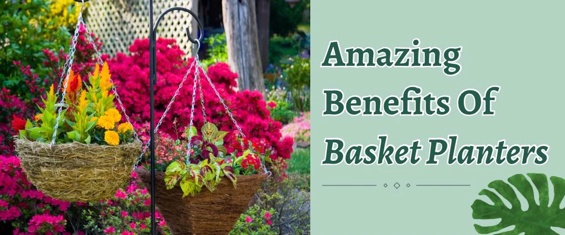 Benefits of Growing Plants in Hanging Baskets