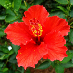 10 flowers name in Kannada