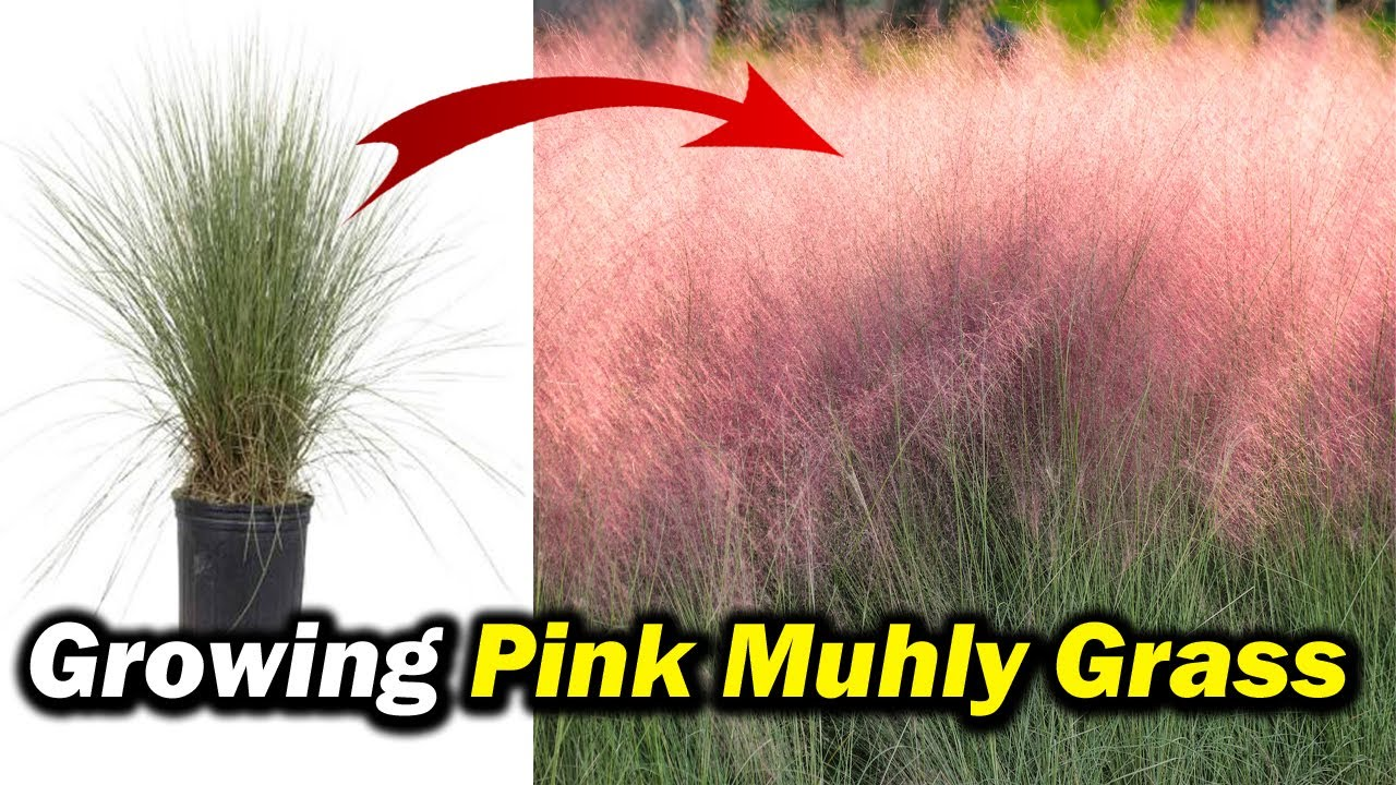 Muhly grass Step-by-Step Planting Instructions