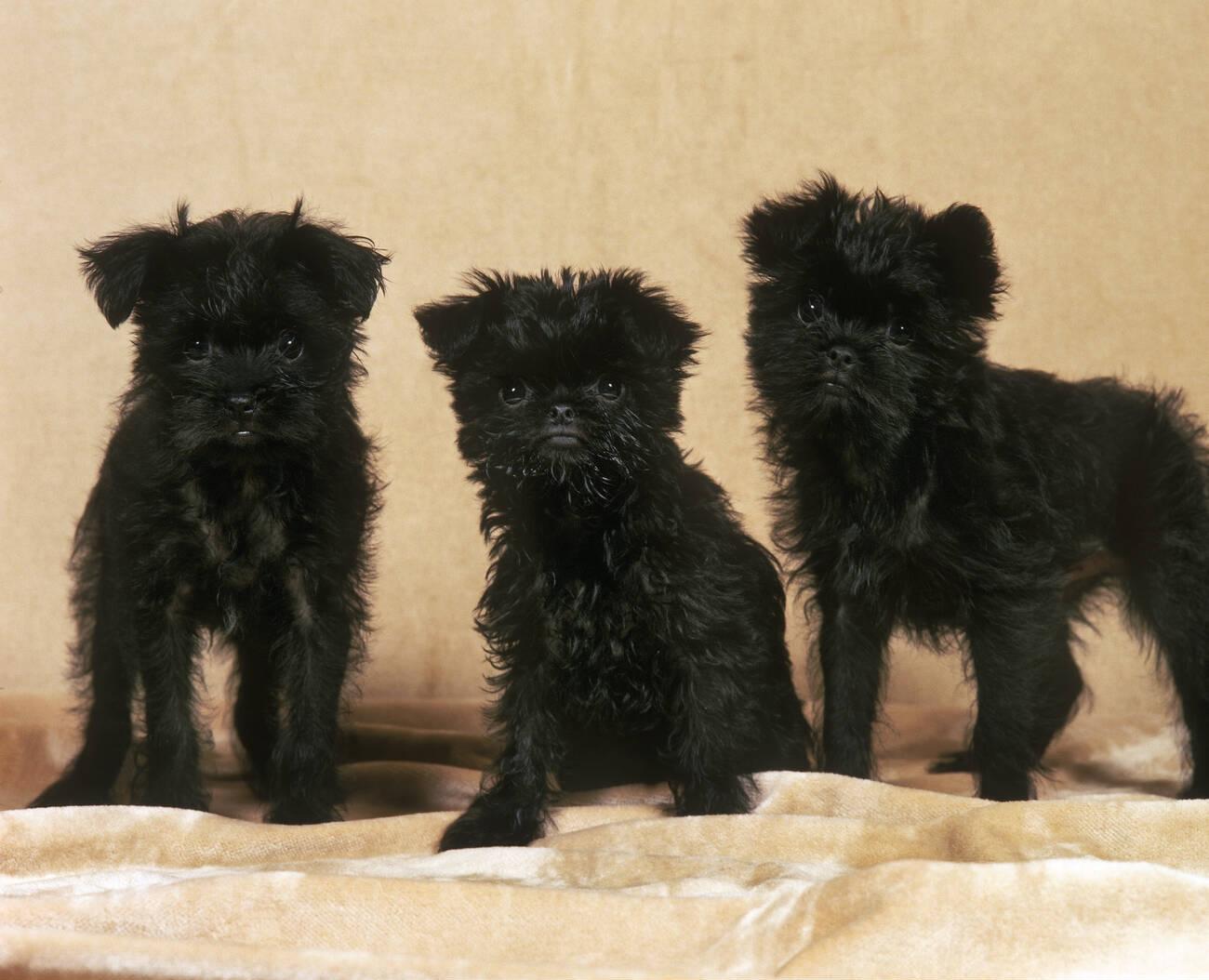 Affenpinscher