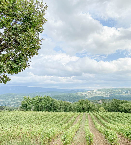 Provence with Madame de la Maison