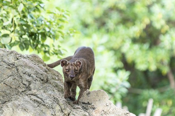 D:\PHOTOS WEBSITE OPHIR\detours_madagascar_kirindy_fosas.jpg