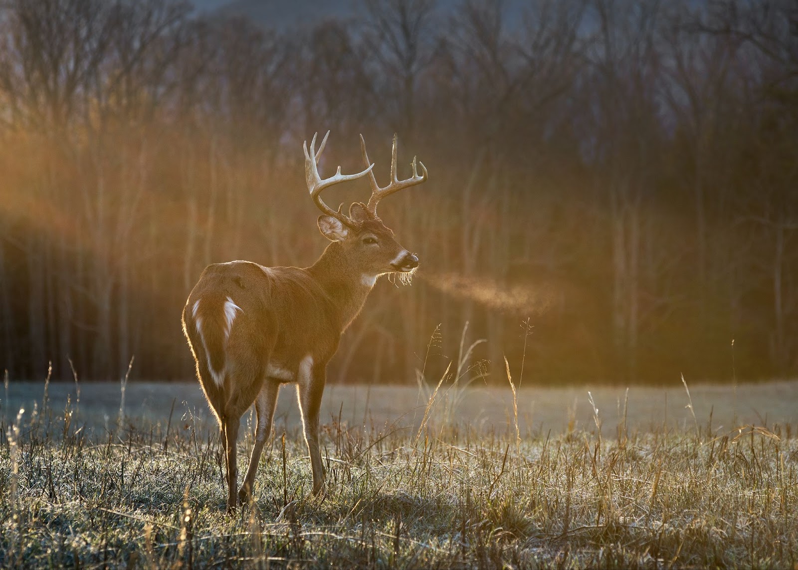 The Ultimate Guide to Buying Hunting Land: From Dream to Reality  
