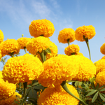 beautiful flowers name in urdu