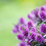 flowers names in hindi