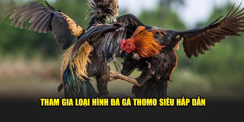 Tham gia loại hình đá gà thomo siêu hấp dẫn