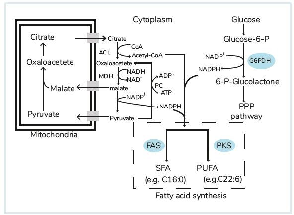 Malic enzyme