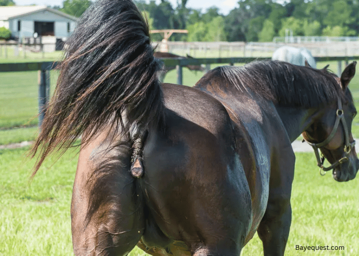 How to Track Your Mare's Estrus Cycle