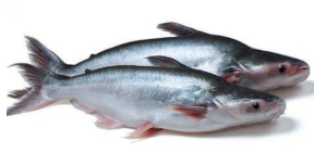 Cá basa.olm