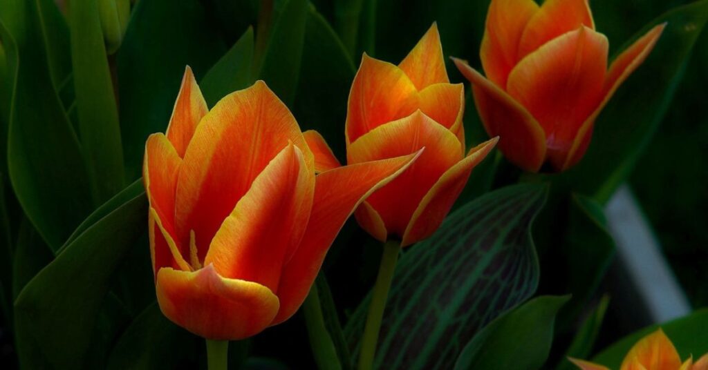 Orange Tulips Symbolism