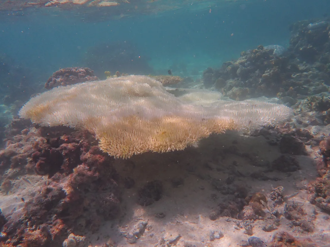 Acropora table coral 