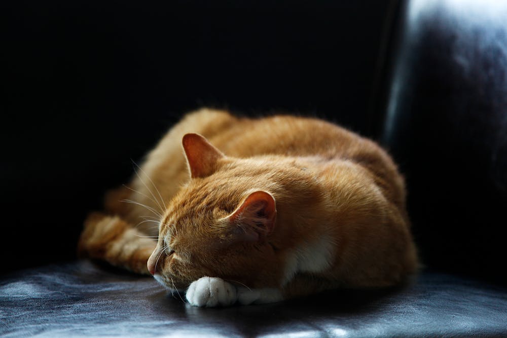 Sleeping Orange Tabby Cat