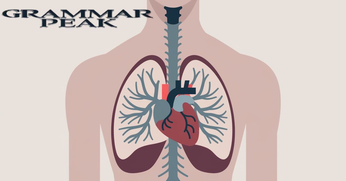 What is Thorax?