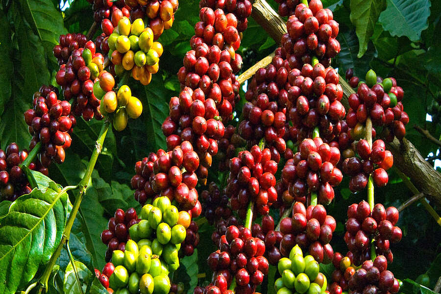 Robusta coffee trees in Dak Lak – Vietnam. Source: caphenguyenchat 