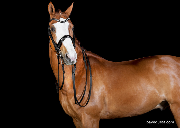 Blaze Horse Face Markings