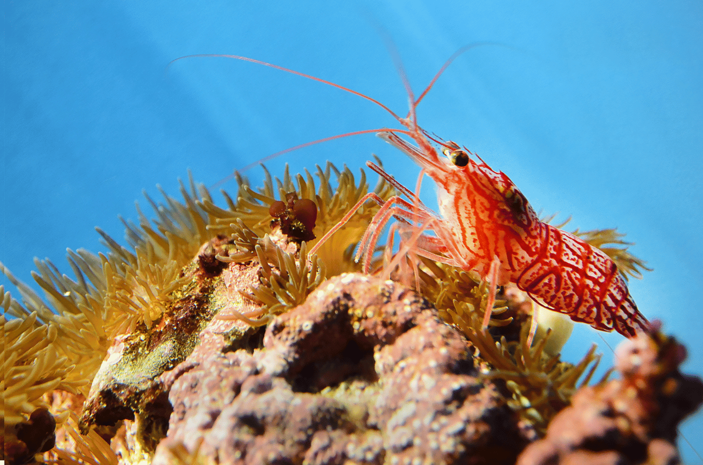 Peppermint Shrimp