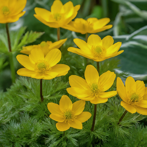 Incorporating Pheasant's-Eye Flowers into Your Garden Design