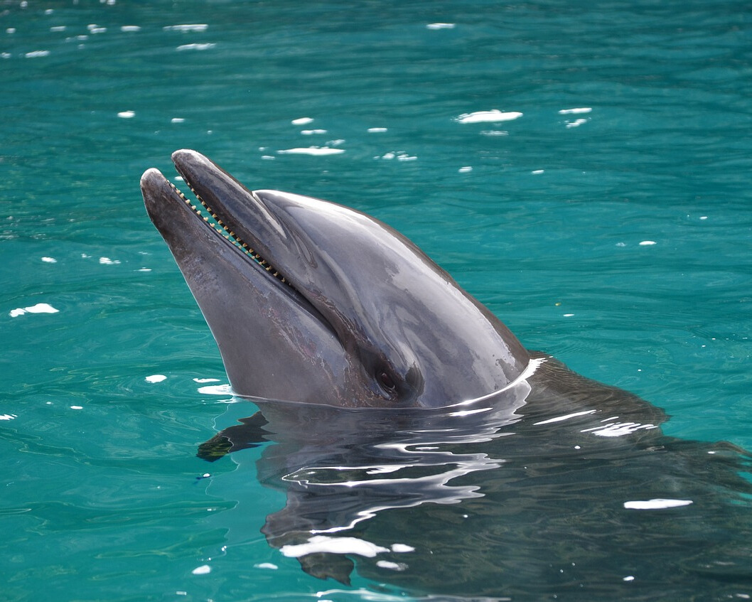 Dolphin in water.