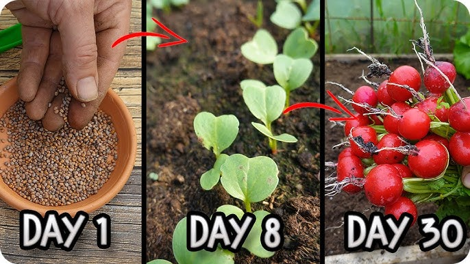 Grow Radish at Home