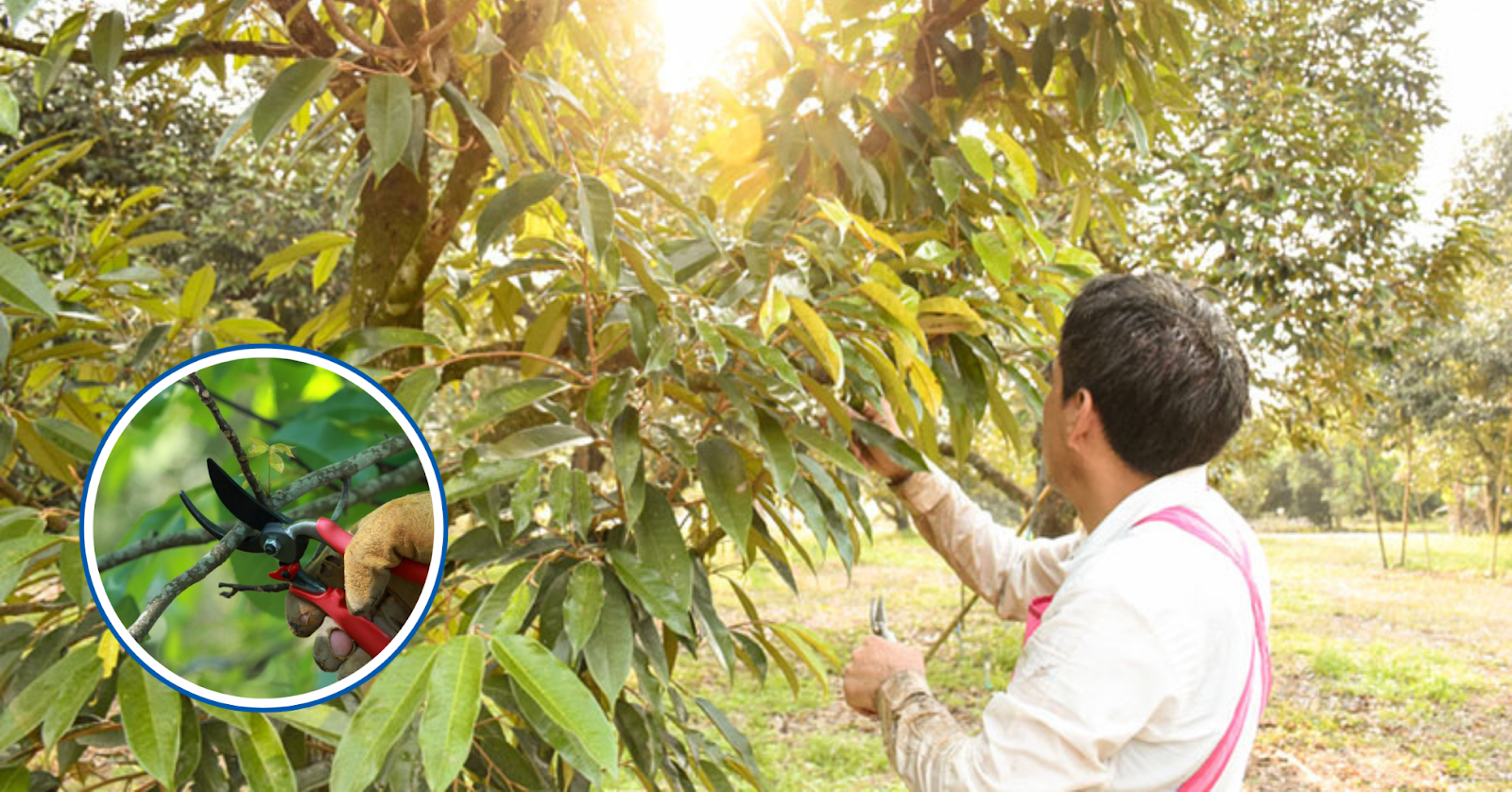 Hướng Dẫn Chi Tiết 05 Bước Cải Tạo Đất Sau Thu Hoạch Sầu Riêng Nghịch Vụ